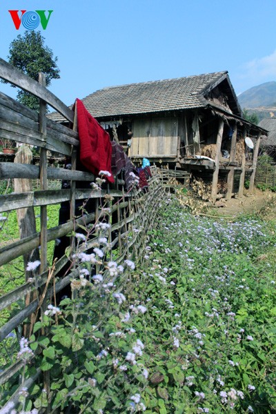 Spring flowers blossoming in northwestern region  - ảnh 11